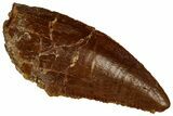 Serrated Raptor Tooth - Real Dinosaur Tooth #297761-1